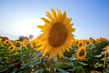 Yellow sunflowers field in farm. Agriculture background