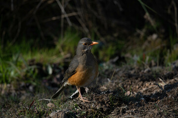 Olive thrush on a dark background