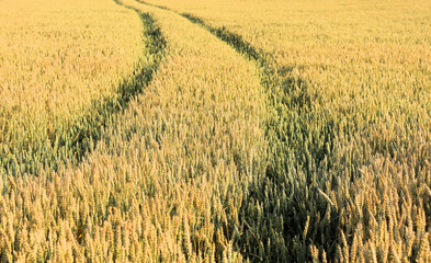 Ukrainian grain, food shortages, wheat, corn