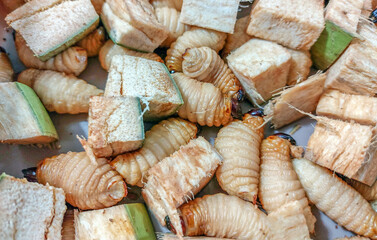 Group of worm between cutting coconut wood.