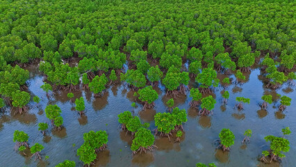 マングローブ林　空撮