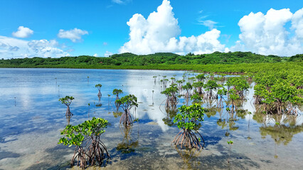 マングローブ林　空撮