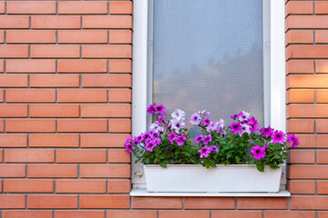 Fototapeta na wymiar Flowers in a box on the windowsill of a residential building. A red brick house. Copy space