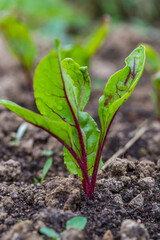 Young, sprouted beet growing in open ground flat bed into the garden. Growing vegetables at home.