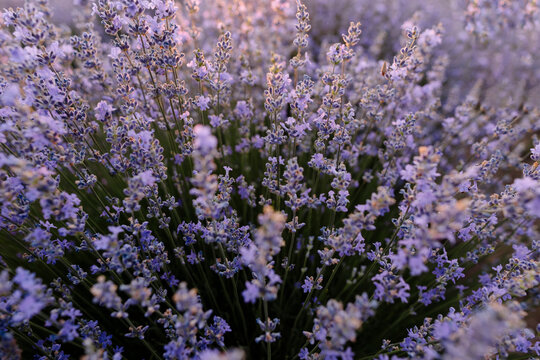 Purple lavender plants in field