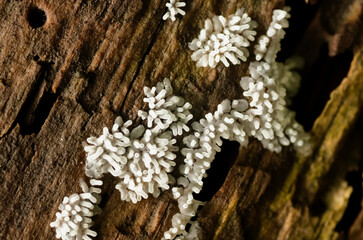 粘菌（ツノホコリ類）