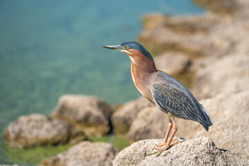 Green heron (Butorides striatus) stands on the shore of the lake.