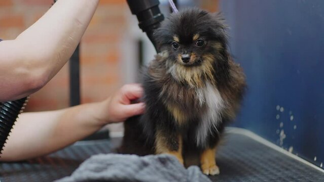 cute puppy of pomeranian spitz in grooming salon, groomer is drying dog hair by hairdryer
