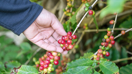 Man picking up an arabica coffee bean.
