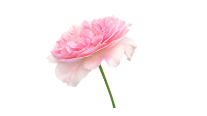 Pink rose on a white background. - 519086716