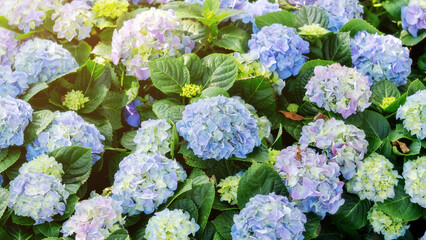 Blue hydrangea flower plant in a garden.