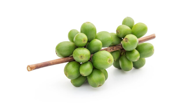 Green arabica coffee beans on a white background.