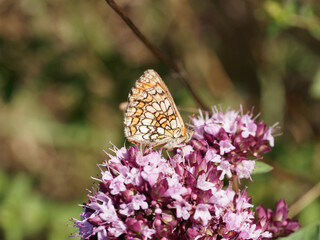 Mellicta athalia | Heath fritillary, butterfly with orange-brown upperside and brown spots, underside, red and white bands, veined dark brown, wings with white fringe