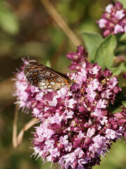 Mellicta athalia or Heath fritillary male resting on a flower