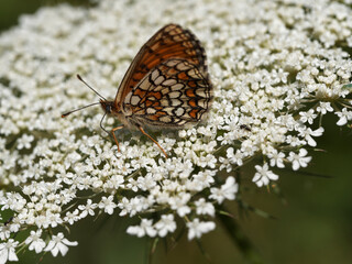 Mellicta athalia or Heath fritillary male resting on a flower