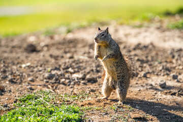 California Ground Squirrel (Spermophilus beecheyi) stands on its hind legs.