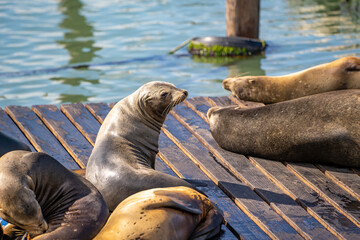 Fototapeta premium Sea Lions at pier in San Francisco.