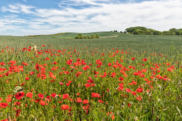 Poppy flowers at the edge of a wheat field, Langeland, Denmark
