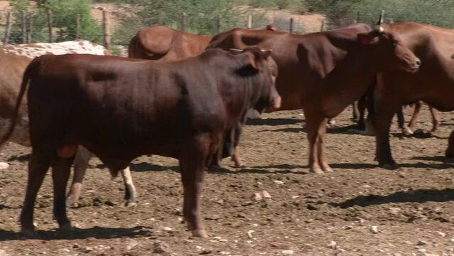 Nguni cattle on the edge of the Kalahari desert