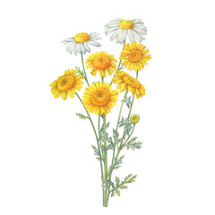 Bouquet with golden Anthemis tinctoria and white Matricaria chamomilla flowers (cota, Paris daisy, kamilla, chamomile). Watercolor hand drawn painting illustration, isolated on white background. - 519087955