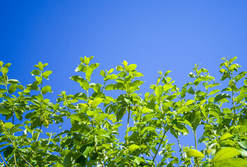 Tree branch with green leaves on blue sky background on sunny day