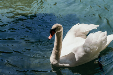 swan on blue lake water in sunny day, swans on pond, nature series.