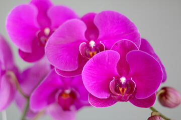Naklejka na ściany i meble Orchid pink, close-up angle view