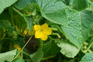 one yellow fresh cucumber flower with green leaves grows in the garden in summer