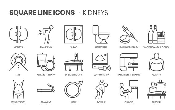Kidneys related, pixel perfect, editable stroke, up scalable square line vector icon set.