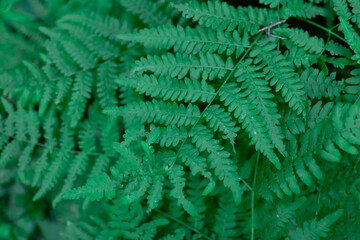 Fern leaves close-up, selective focus, natural background with leaves