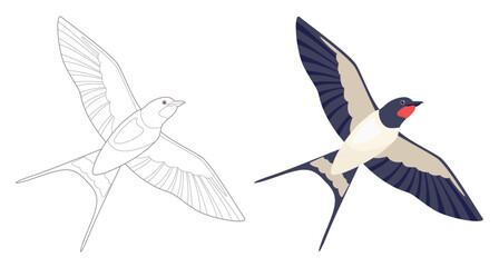 Coloring page outlined flying swallows. Bird in flight. Vector flat illustration isolated on white. Coloring book for children. 