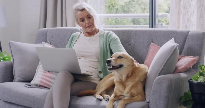 Senior woman petting her mixed breed dog while browsing on a laptop at home. Retired elderly woman bonding and touching her cute domestic pet for comfort in a lounge while searching the web online