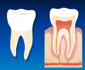 A vector illustration showing a complete healthy tooth with a cross section. EPS10 vector format