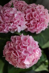 Obraz premium bouquet of pink hydrangeas on the table
