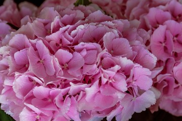 bouquet of pink hydrangeas as a background