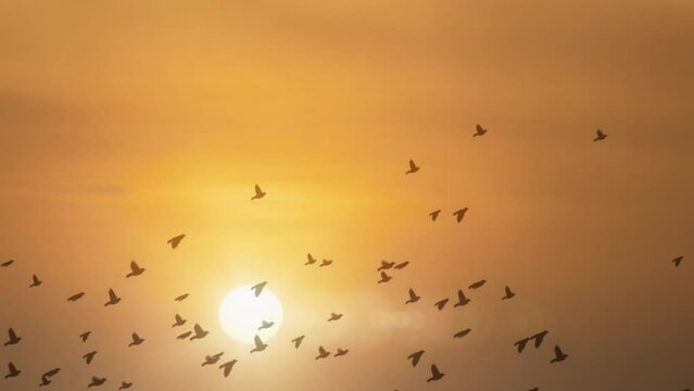 Birds flying home in sunset. This is ideal video for motivational and health related videos.