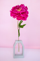 lush burgundy peony close-up on a pink background