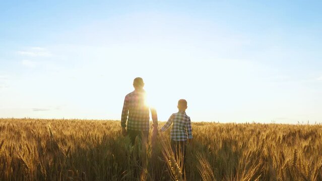 A family of farmers. Father and son walk through a wheat field holding hands in the rays of the sun at sunset. Agriculture, poking, timeworks. Grain harvest.