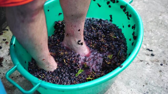 Grape-treading or grape-stomping in traditional winemaking. Senior farmer separates grapes from a bunch in traditional way. Grapes are trampled by barefoot man to release juices and begin fermentation