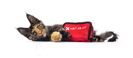 Sweet tortie Maine Coon cat kitten, laying behind a red First Aid kit. Looking towards camera....