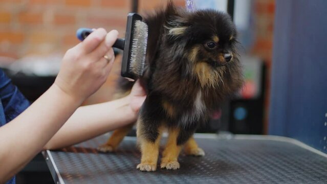 professional grooming of pomeranian spitz in zoosalon, groomer is drying hair and brushing