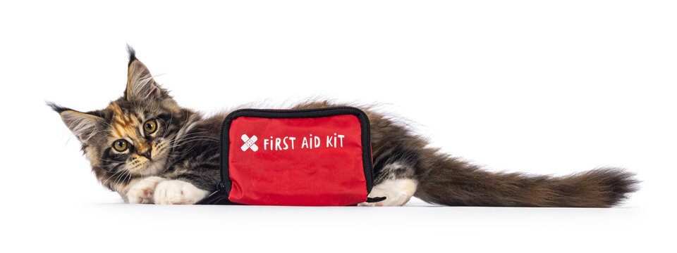 Sweet tortie Maine Coon cat kitten, laying behind a red First Aid kit. Looking towards camera. Isolated on a white background.