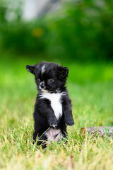 Naklejka na ściany i meble Cute Long-haired Chihuahua Puppy Stands on Its Hind Legs on Grass Close-up and Looks to Side