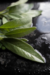 Fresh sage leaves. Green and wet sage leaves freshly picked from the home garden.