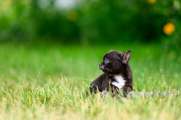 Cute Brown Short-hair Purebred Chihuahua Puppy is Standing on Grass. Walk Your Pet Outside