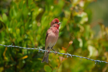 Common Rosefinch (Carpodacus erythrinus) perched on fence wire