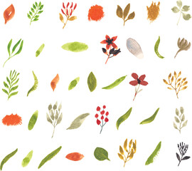 Set watercolor elements of floral and leaves; collection garden flowers; leaves; branches. Botanic; illustration, eucalyptus; Wedding floral design