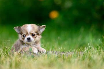 Cute Light Long-haired Chihuahua Puppy Lies on Grass with its Paws Forward and Looks to side.