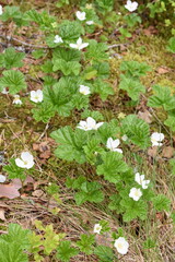 Field of Rubus chamaemorus cloudberry plant flowering with white flowers