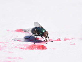 Common green bottle fly Lucilia sericata eating jam from a white plate